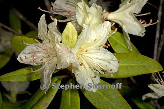 rhododendron keiskei var ozawae subsection triflora 3 graphic